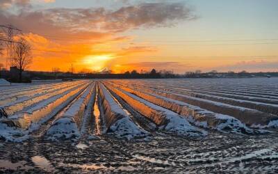 Aspergebedden onder witte deken